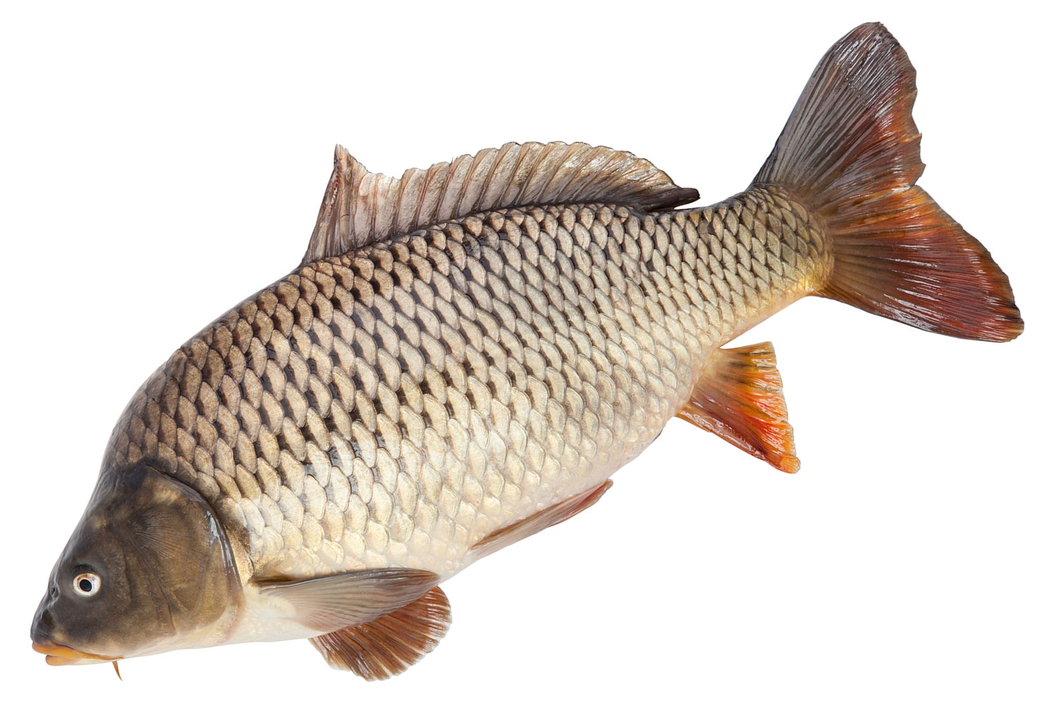 Карп охлажденный потрошенный с головой, вес