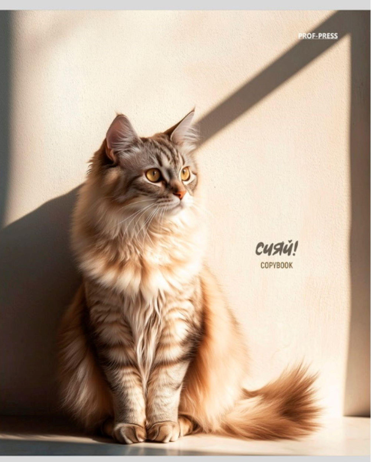 Тетрадь PROF-PRESS Котики на солнце, в клетку, 48 листов, цветная мелованная обложка, Арт. 48-4336