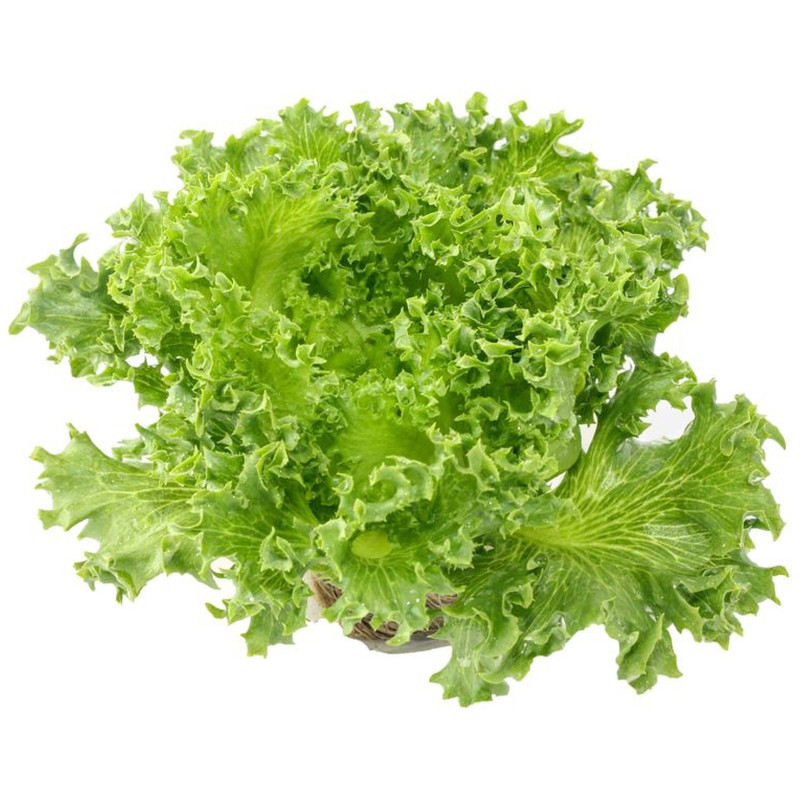 Салат Фриллис, 1шт