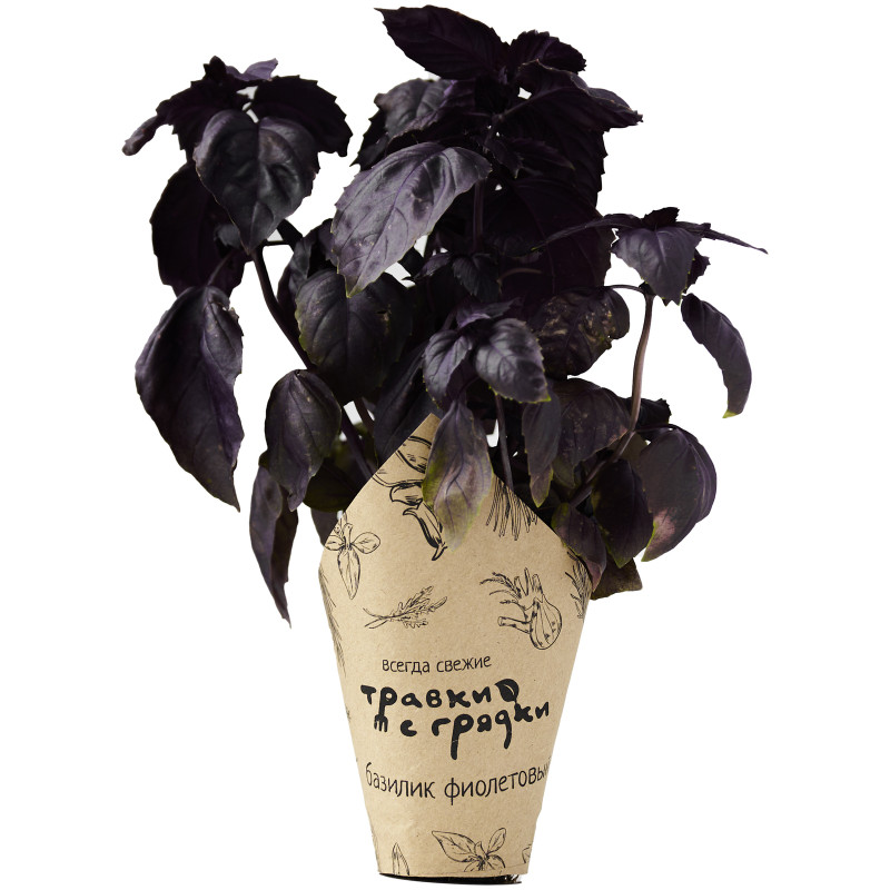 Базилик фиолетовый в горшочке