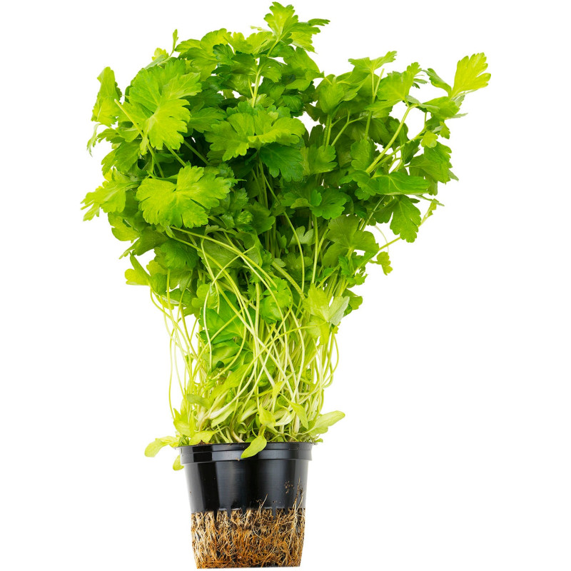 Петрушка в горшке, 1шт